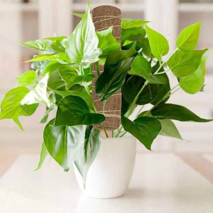 ココナッツココアスティック オーダーメイドサイズ ココナッツココア トーテムポールマット 植物の成長 登山 3