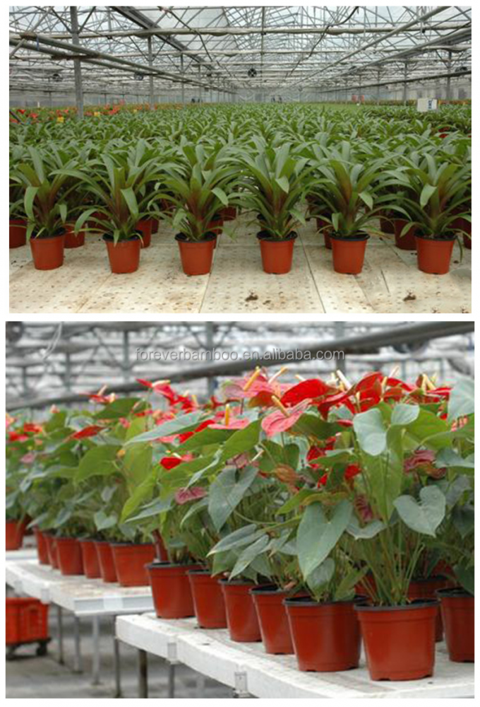 プラスチック 植物の種付け 種を育てるポット 種を芽生え 苗を育てる 1