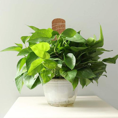上り、支える植物のための自然な着色された植物のポーランド人のココナッツ シュロの棒のコケ15.7インチのポーランド人