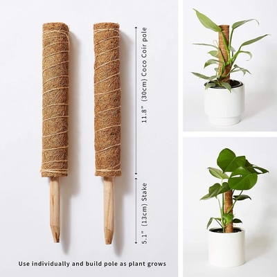 モス・ポール 植物の支え 登り ココナッツ・ポール パーム・スティック 色のついた植物