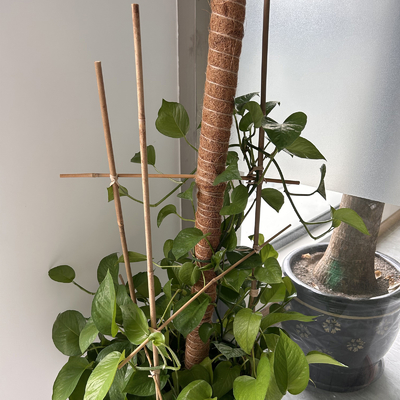カスタマイズされた自然なタケ原料のタケは40cm 60cm 90cmの長さ6mmの直径を杭で囲う