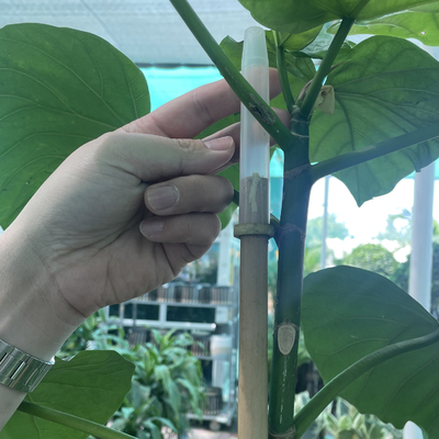 装飾の植物のための250cm未加工タケ ポーランド人のタケ棒