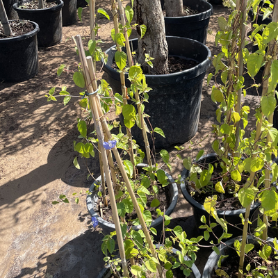 装飾の植物のための250cm未加工タケ ポーランド人のタケ棒