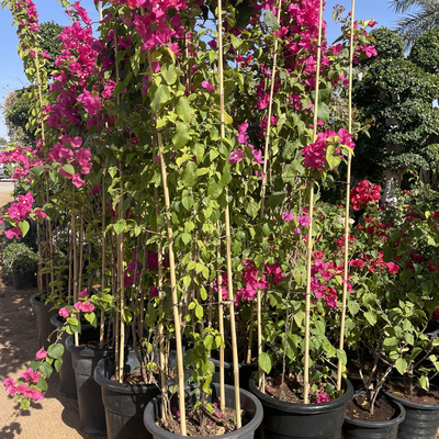 装飾の植物のための250cm未加工タケ ポーランド人のタケ棒