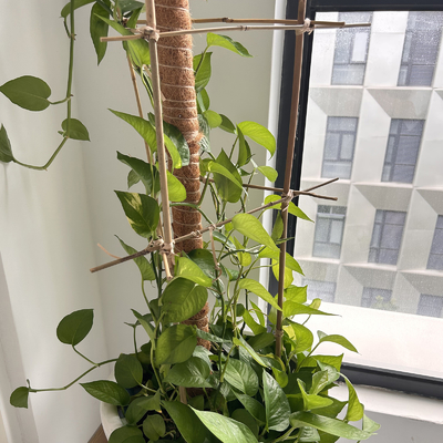 屋内植物、棒のポーランド人のタケ庭のタケ棒40cmのための自然なタケ植物サポート棒595cm