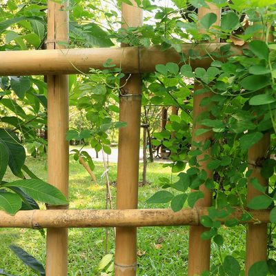 植物の装飾の黄色のための3インチのMosoのタケのポーランド人の純粋で自然なタケ棒