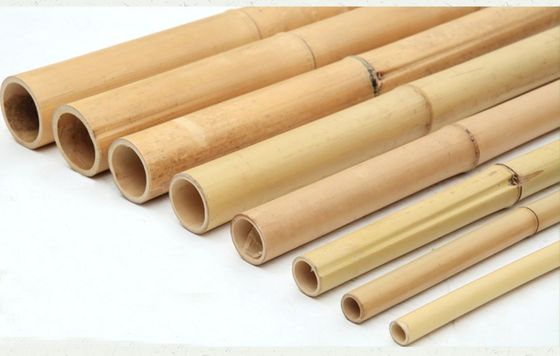 Natural Treated Moso Bamboo Pole - 3 Meters Long, 6-8cm Diameter, for DIY Construction, Fencing, Gardening and Decorative Projects