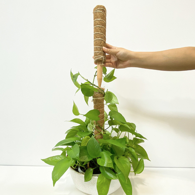 植物サポート ココナッツコイア スティック 丈夫なつる植物用クライミングポール