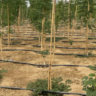 環境に優しいカスタマイズ可能なサイズ バンブースポール 庭植物のサポート アンチセプシー治療