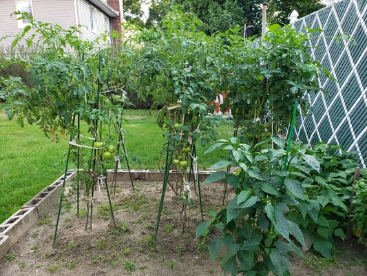 プラスチックで覆われた金属ステークス 植物のサポートプラントのための緑の庭ステークス 登山 景観フェンス