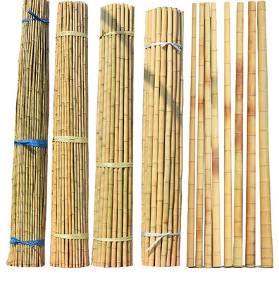 Natural Bamboo Color Moso Bamboo Poles for Planting Support – Premium Garden & Farm Stakes