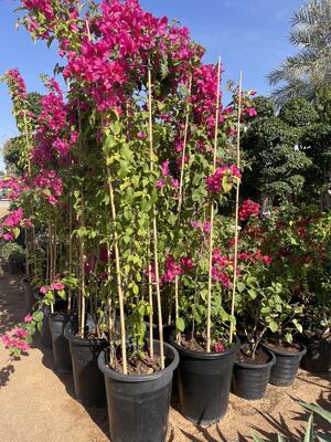 園芸用支柱、18インチ天然竹植物支柱、ひねり結束バンド付き植物サポート支柱、トマト、豆、花、鉢植え植物、屋内および屋外のつる植物用竹棒